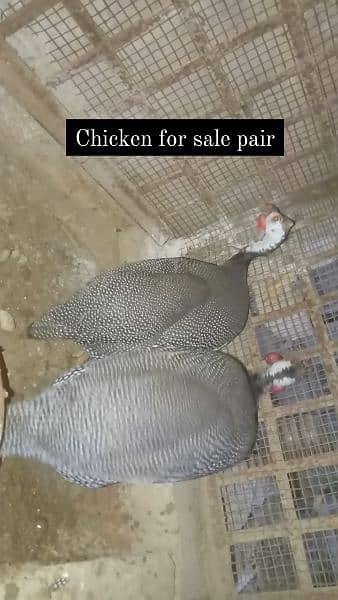 chicken  pair available 0