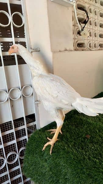 High quality indian parrot beek heera madi for sale 1