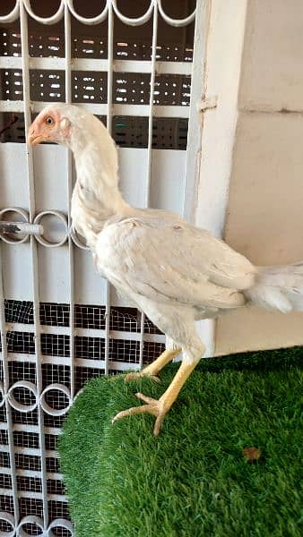High quality indian parrot beek heera madi for sale 3