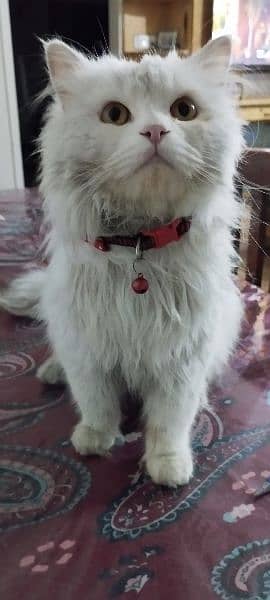 Persian Cat White female White coat hazel eyes (yellow) 1