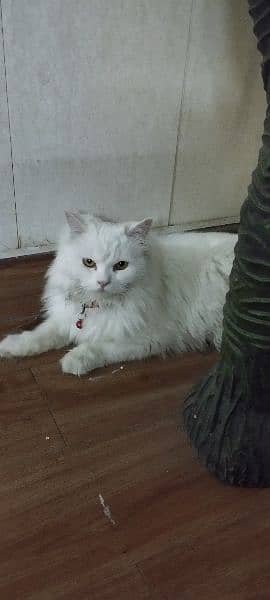 Persian Cat White female White coat hazel eyes (yellow) 2
