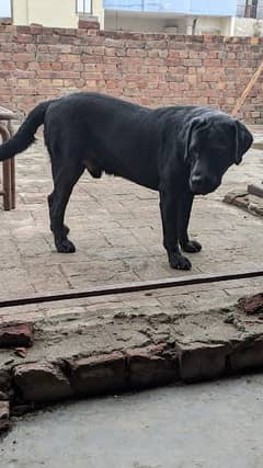 Black Labrador retriever