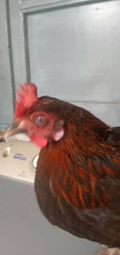 karuk + dasi egg laying vaccinated hens for sale