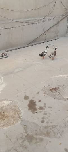 pair duck