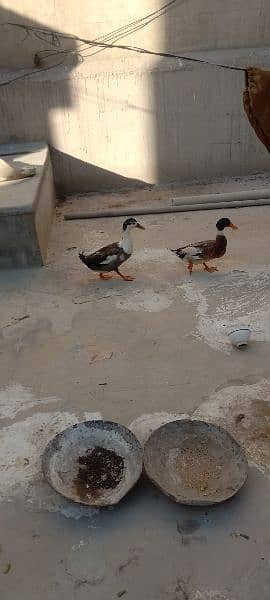 pair duck 1