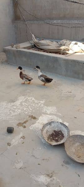 pair duck 2