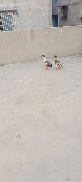 pair duck 3