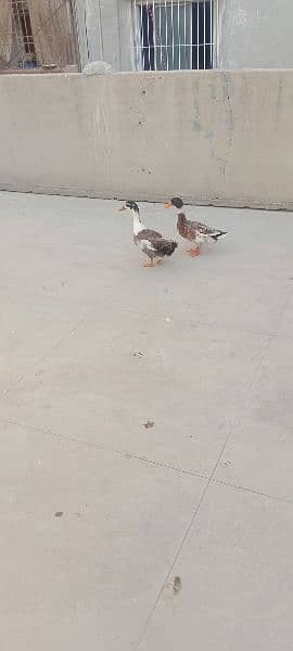 pair duck 4