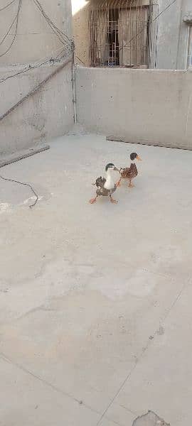 pair duck 5