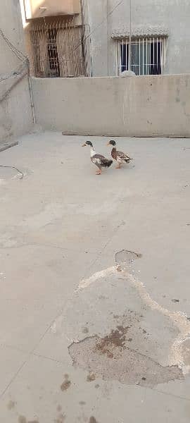 pair duck 6