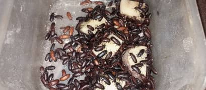 Darkling / Mealworms Beetles for sale