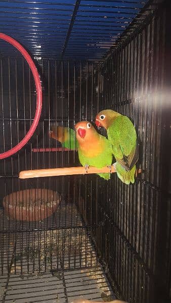 Fisher parrot with baby 0