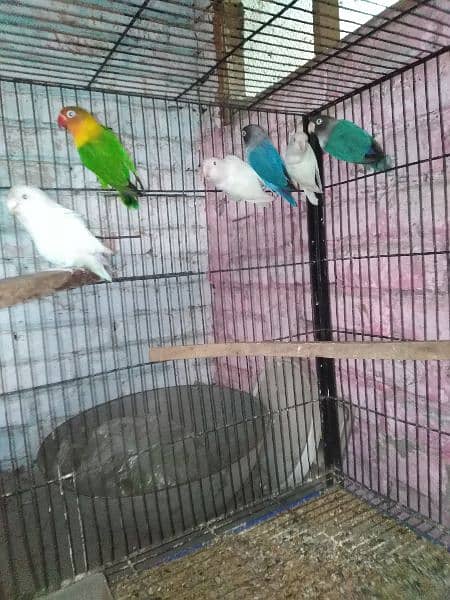 Love Birds, Albino, Blue Mask, green fisher 1