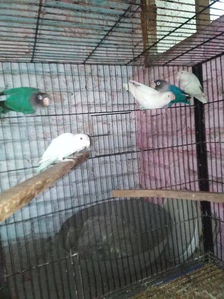 Love Birds, Albino, Blue Mask, green fisher 2