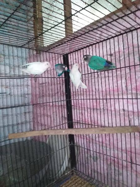 Love Birds, Albino, Blue Mask, green fisher 4
