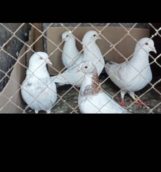 pigeons 0