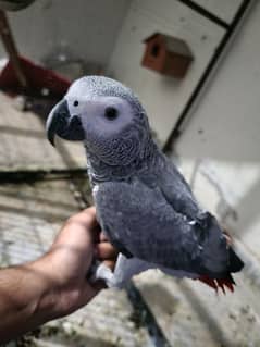African Grey parrot pair for sale