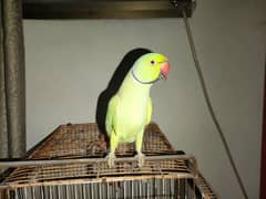 Green talking parrot