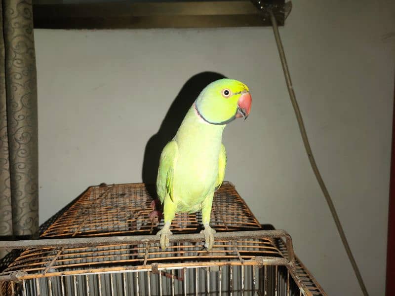 Green talking parrot 0