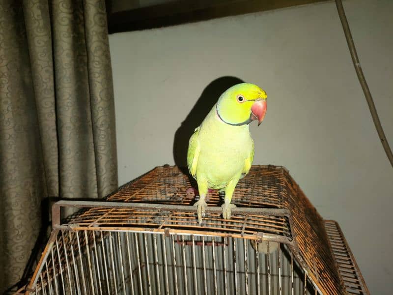 Green talking parrot 1