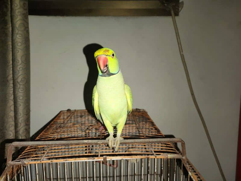 Green talking parrot 3