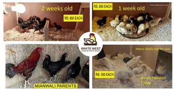 Mianwali Aseel Lakha Chicks chuze for sale,healthy active,fertile eggs 0