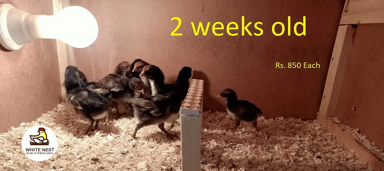 Mianwali Aseel Lakha Chicks chuze for sale,healthy active,fertile eggs 1