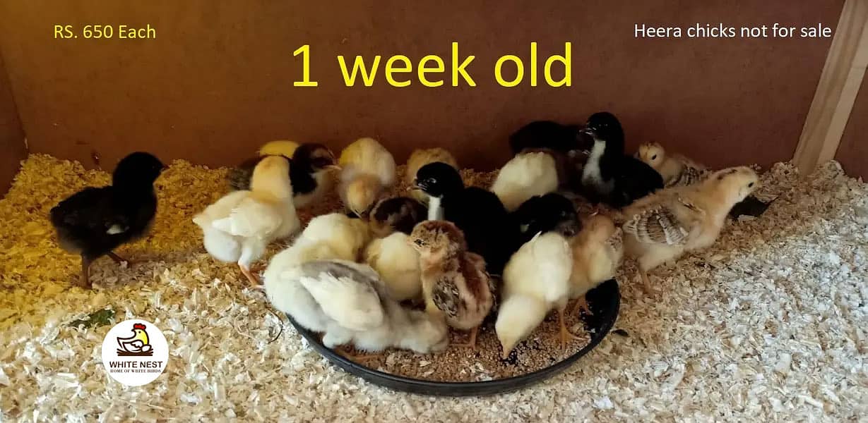 Mianwali Aseel Lakha Chicks chuze for sale,healthy active,fertile eggs 2