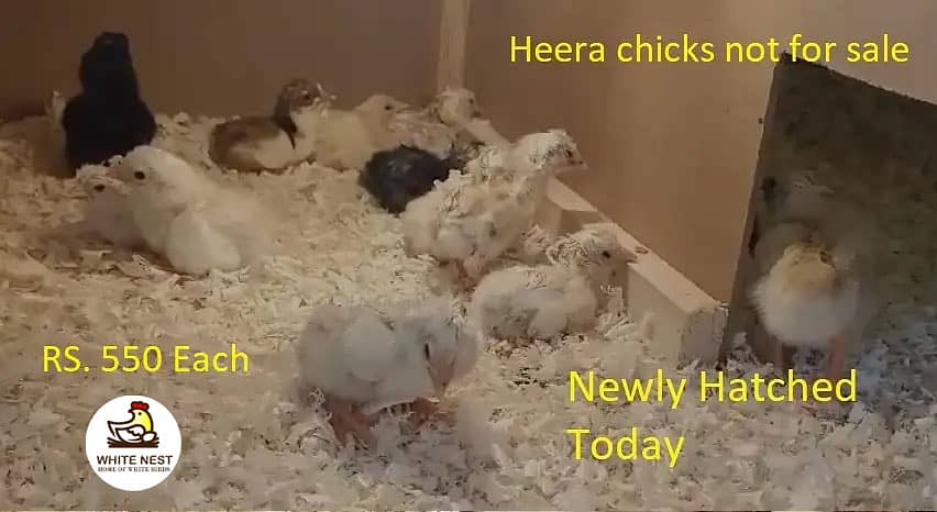 Mianwali Aseel Lakha Chicks chuze for sale,healthy active,fertile eggs 3
