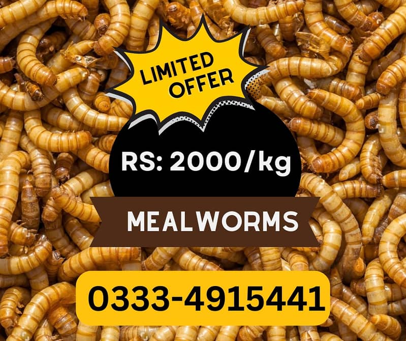 Mealworms RS  2000/ Kg Offer 0