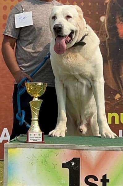 Alabai High Quality Big Size Female puppy From World Champion line 2