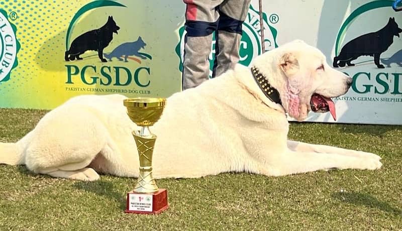 Alabai High Quality Big Size Female puppy From World Champion line 3