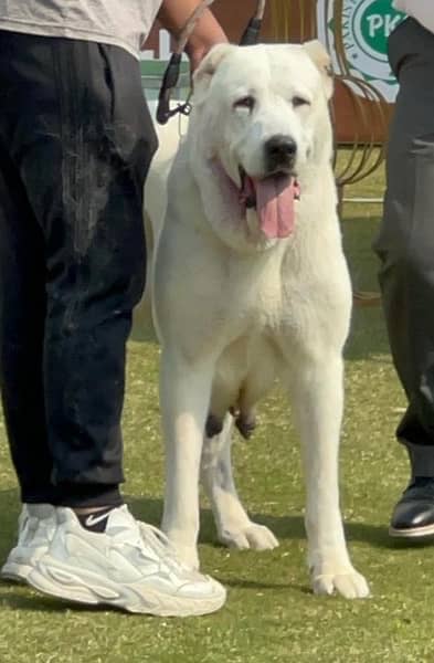 Alabai High Quality Big Size Female puppy From World Champion line 5