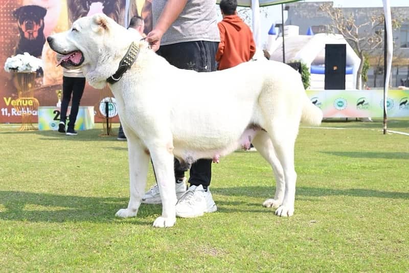 Alabai High Quality Big Size Female puppy From World Champion line 6
