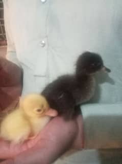 ducks chiks available all  brid health and active