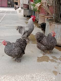 Feather Legged- bantam breeds with feathering on their legs and feet
