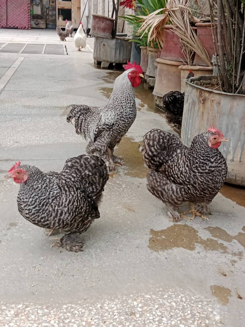 Feather Legged- bantam breeds with feathering on their legs and feet 1