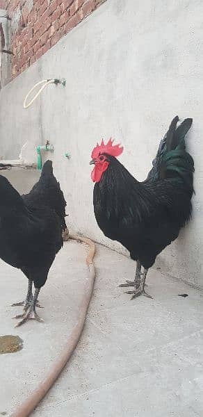 RIR Heritage & Black australorp(austrolop) Heritage Eggs/Chicks 6
