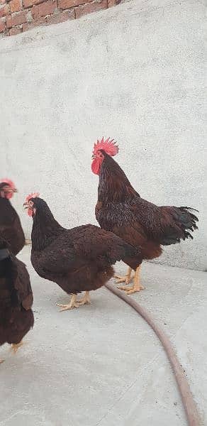 RIR Heritage & Black australorp(austrolop) Heritage Eggs/Chicks 9