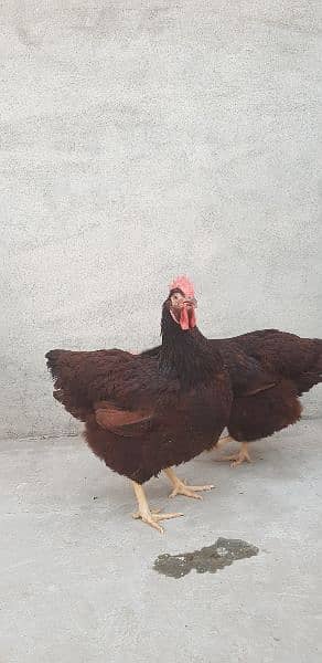 RIR Heritage & Black australorp(austrolop) Heritage Eggs/Chicks 10