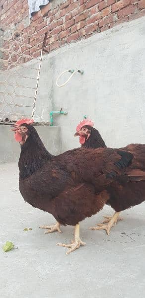 RIR Heritage & Black australorp(austrolop) Heritage Eggs/Chicks 12