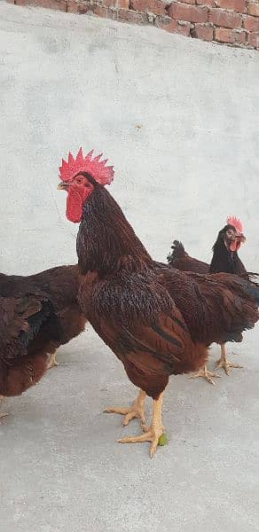 RIR Heritage & Black australorp(austrolop) Heritage Eggs/Chicks 13