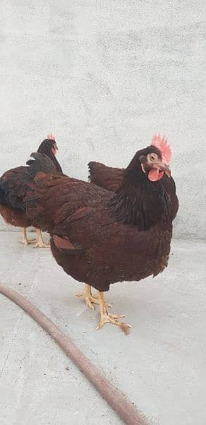 RIR Heritage & Black australorp(austrolop) Heritage Eggs/Chicks 14