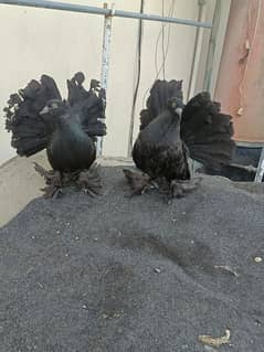 pure jet black chicks pair available