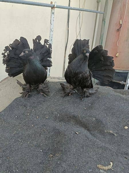 pure jet black chicks pair available 0