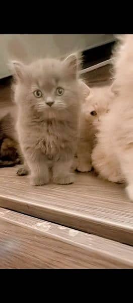 5 kittens For sale 1