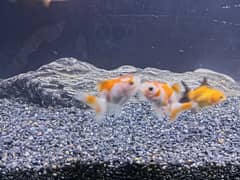 Goldfishes for sale with whole aquarium