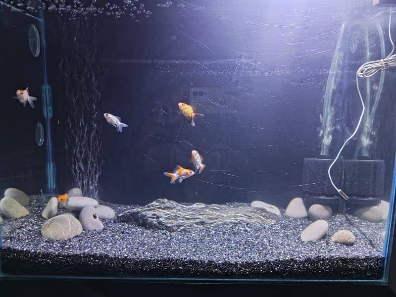 Goldfishes for sale with whole aquarium 1