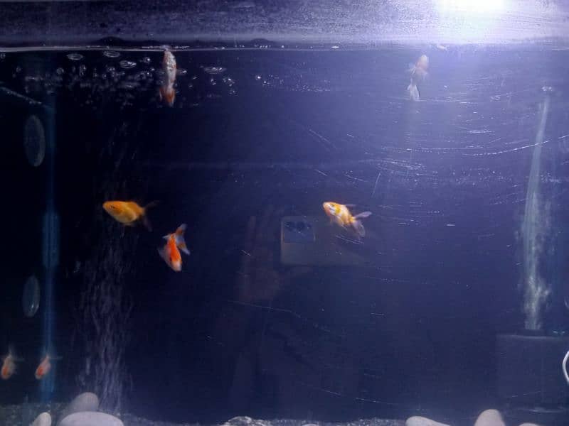 Goldfishes for sale with whole aquarium 7