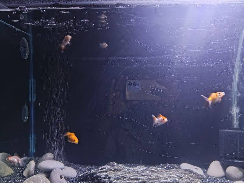 Goldfishes for sale with whole aquarium 8